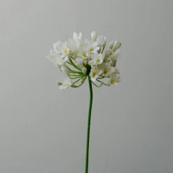 Botané Studios Kunstige Blomster>Agapanthus Flower White