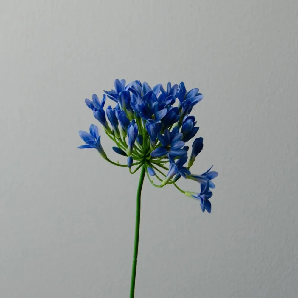 Botané Studios Kunstige Blomster>Agapanthus Flower Blue