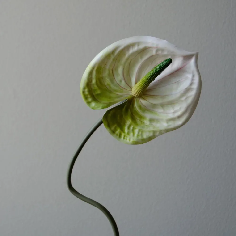 Botané Studios Kunstige Blomster>Anthurium Flower White