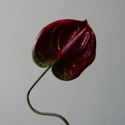 Botané Studios Kunstige Blomster>Anthurium Flower Dark Red