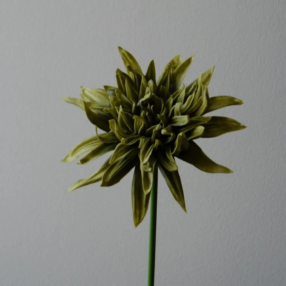 Botané Studios Kunstige Blomster>Cactus Dahlia Flower Green
