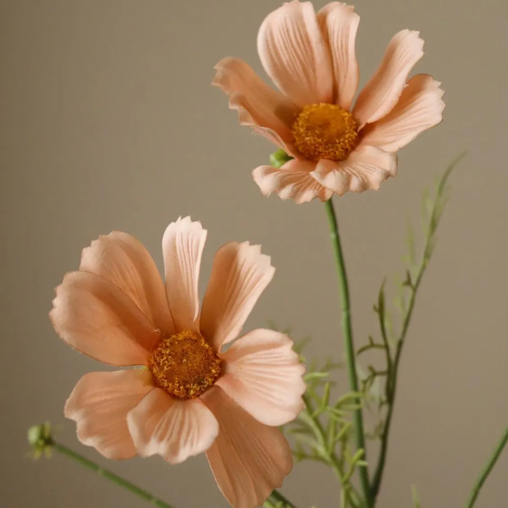 Botané Studios Kunstige Blomster>Cosmo Daisy Flower Champagne