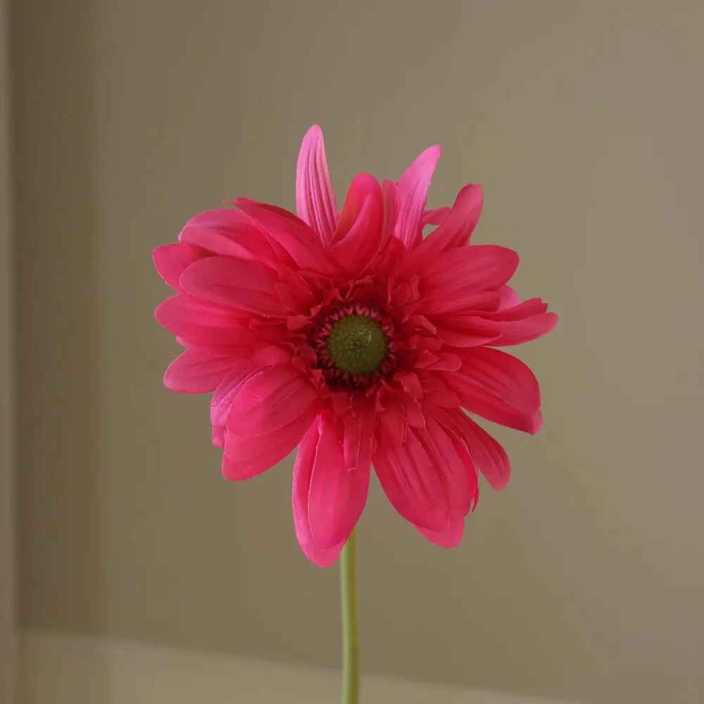 Botané Studios Kunstige Blomster>Gerbera Daisy Flower Pink