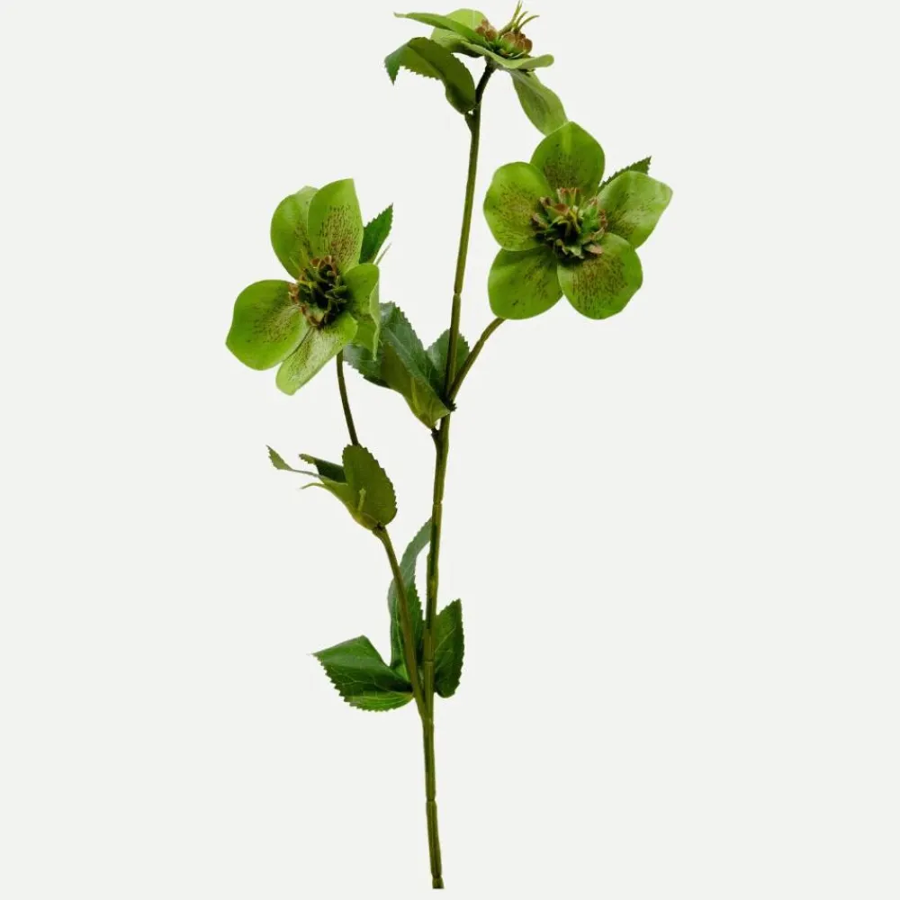 Botané Studios Kunstige Blomster>Hellebores Flower Green