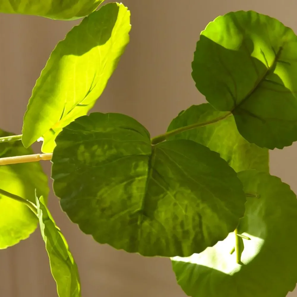 Botané Studios Kunstige Blomster>Plum Aralia Leave Green