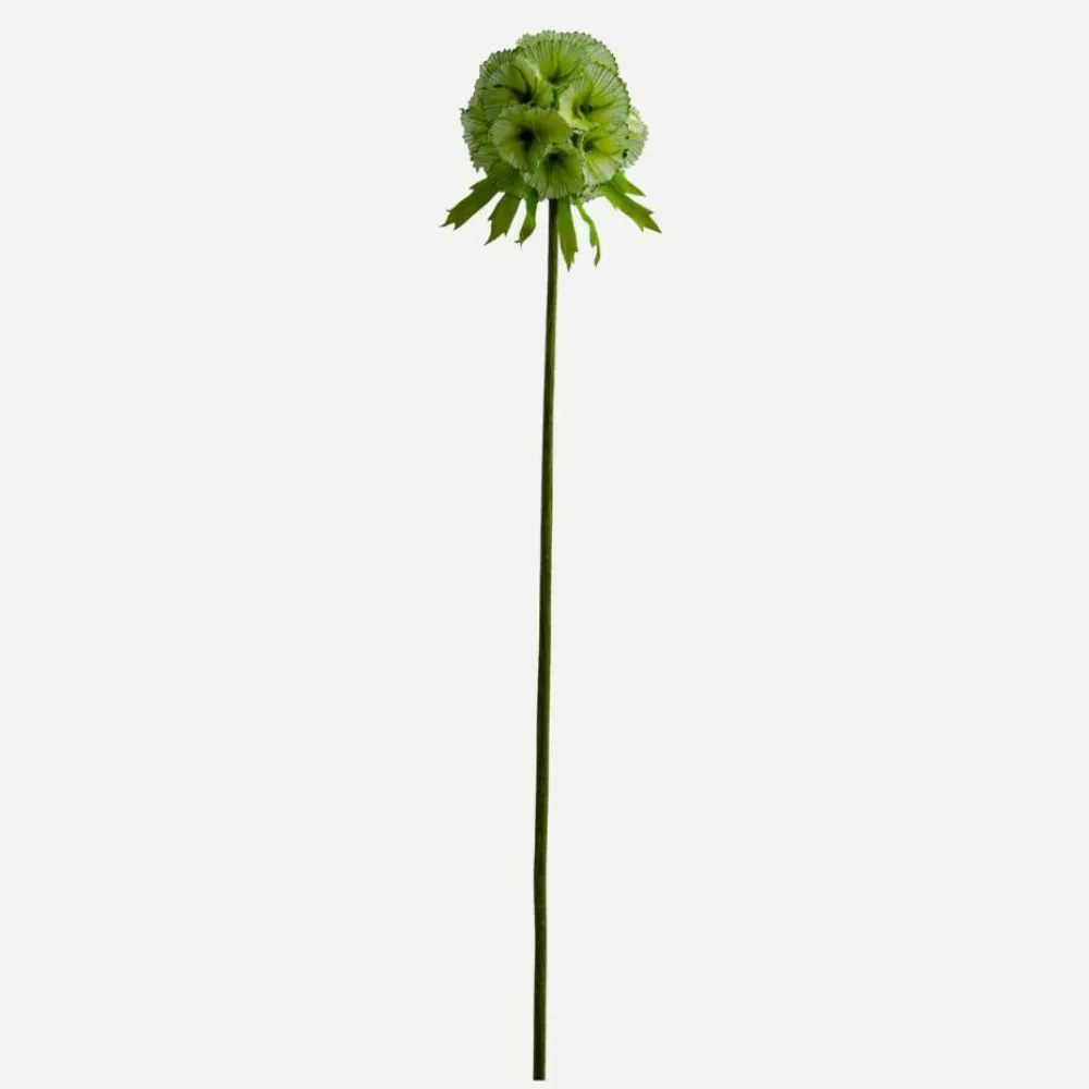 Botané Studios Kunstige Blomster>Scabiosa Seed Pod Flower Light Green