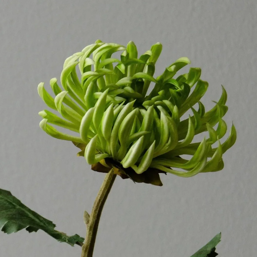 Botané Studios Kunstige Blomster>Semi-Cactus Flower Green