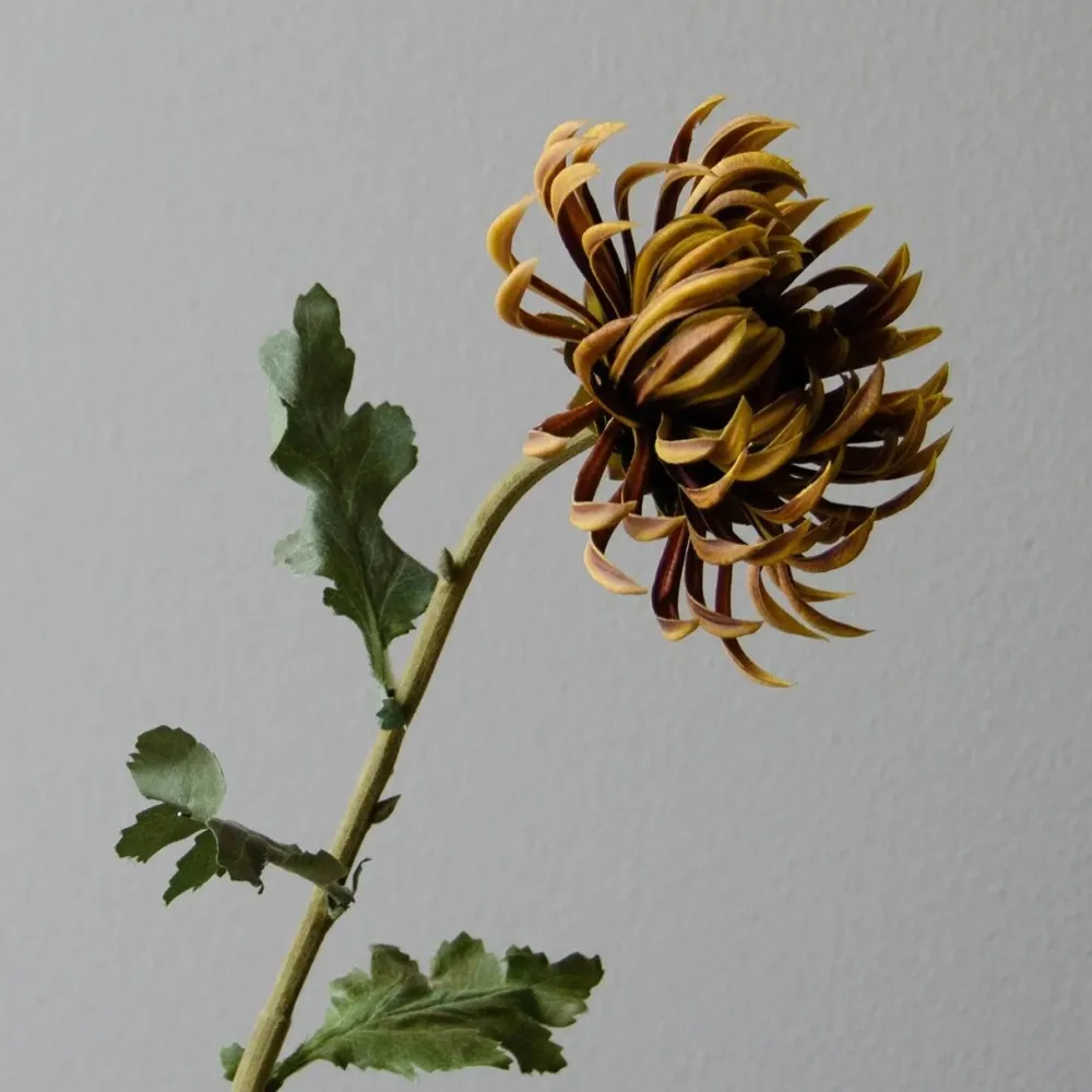 Botané Studios Kunstige Blomster>Semi-Cactus Dahlia Flower Brown